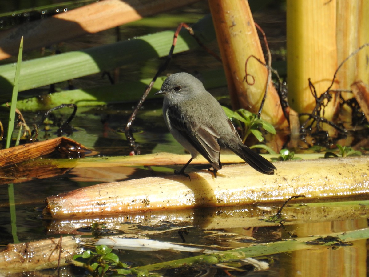 Sooty Tyrannulet - ML637891684