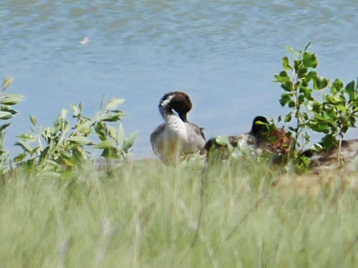 Northern Pintail - ML637891700