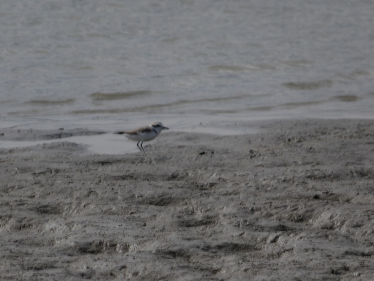 Snowy Plover - ML637891740