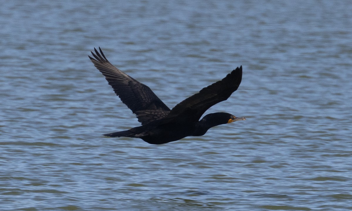 Double-crested Cormorant - ML637891742