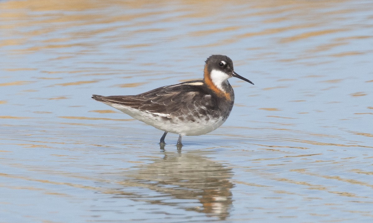 Red-necked Phalarope - ML637891753