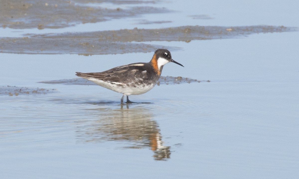 Red-necked Phalarope - ML637891754