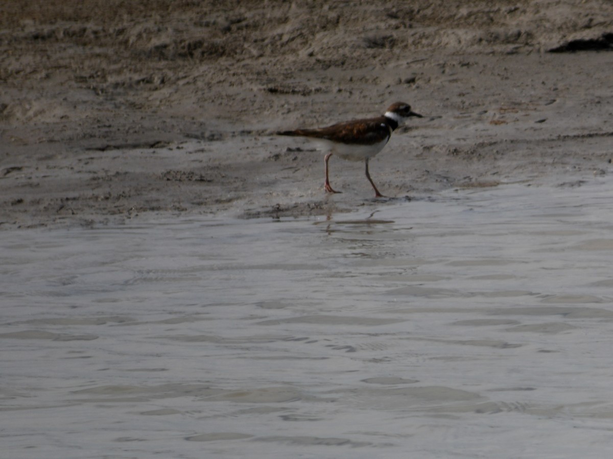 Killdeer - ML637891785