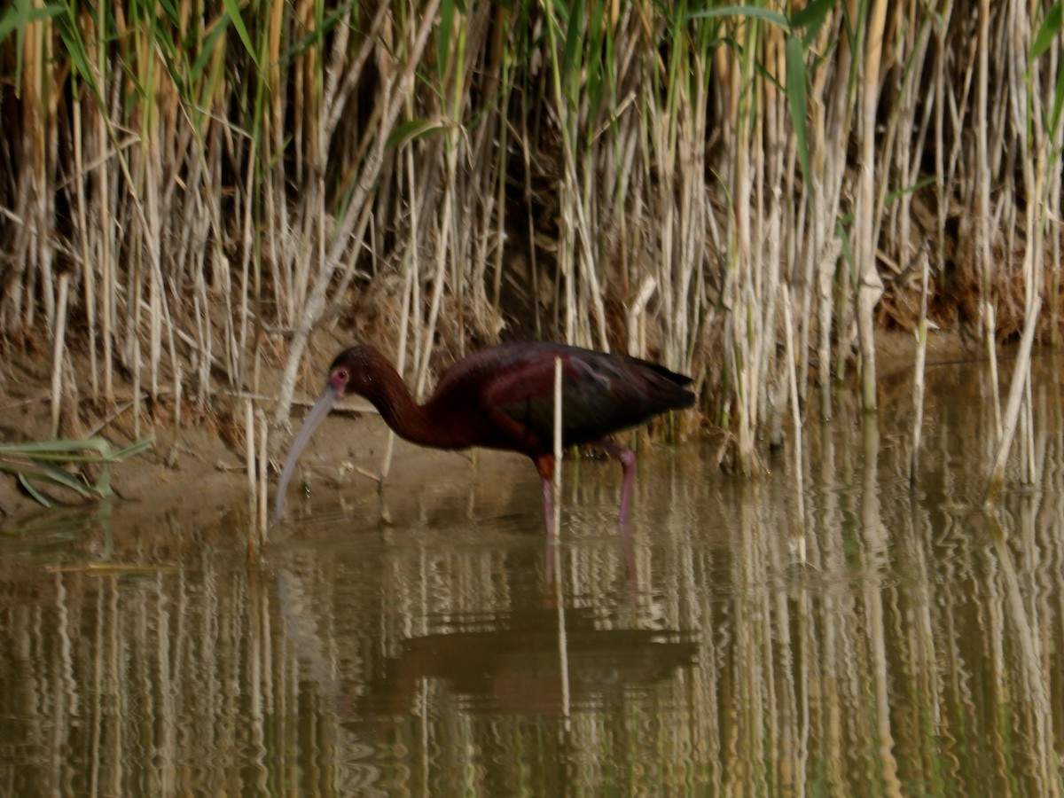 White-faced Ibis - ML637891829