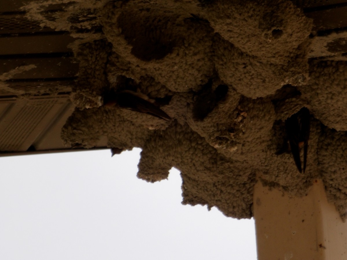 Cliff Swallow - ML637891859