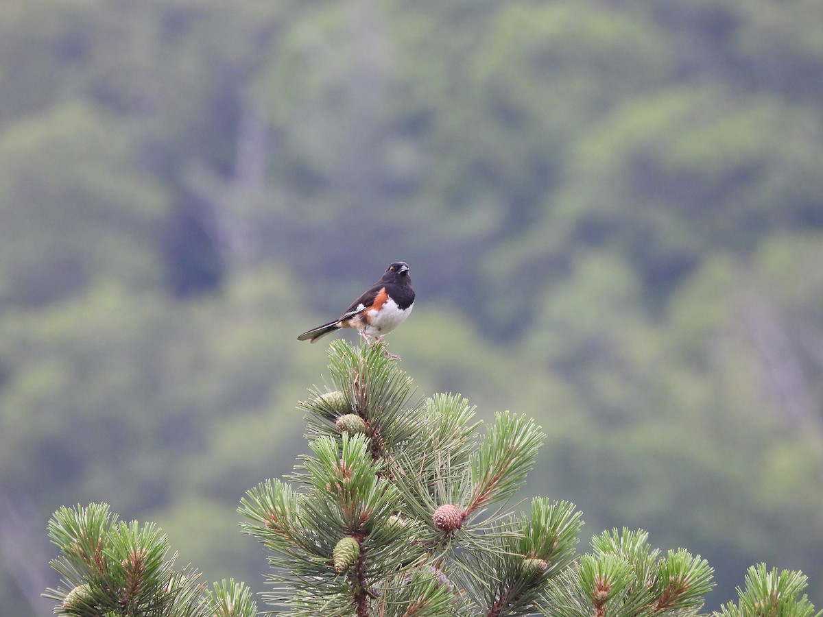 Eastern Towhee - ML637891862