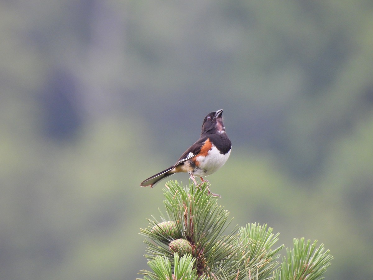 Eastern Towhee - ML637891863