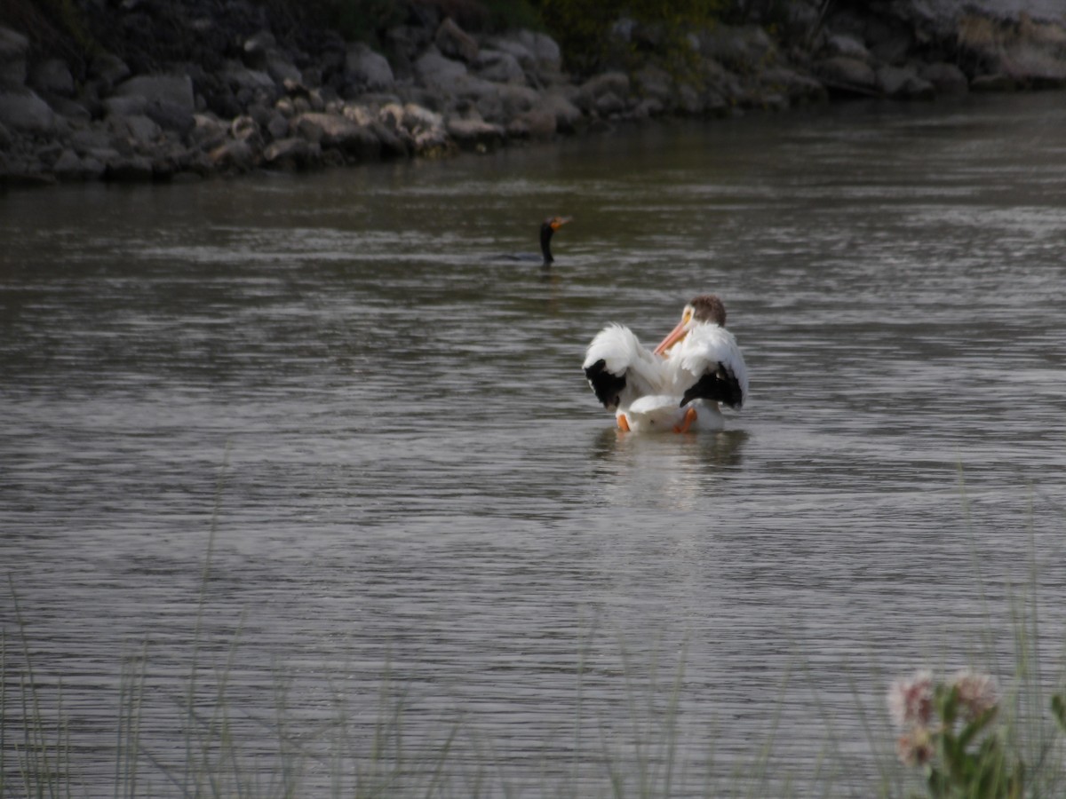 American White Pelican - ML637891867