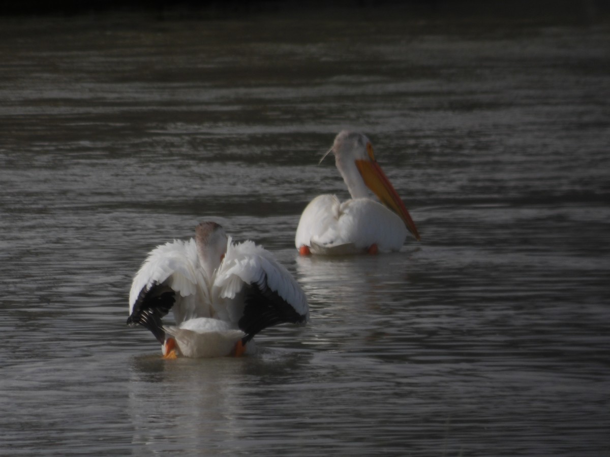 American White Pelican - ML637891893