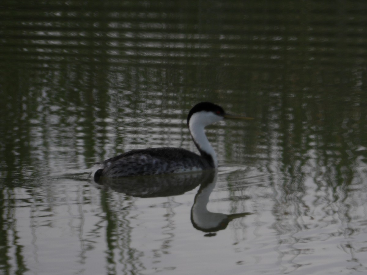 Western Grebe - ML637891909
