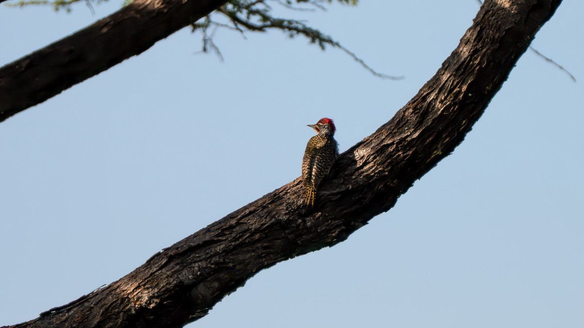 Nubian Woodpecker - ML637891945
