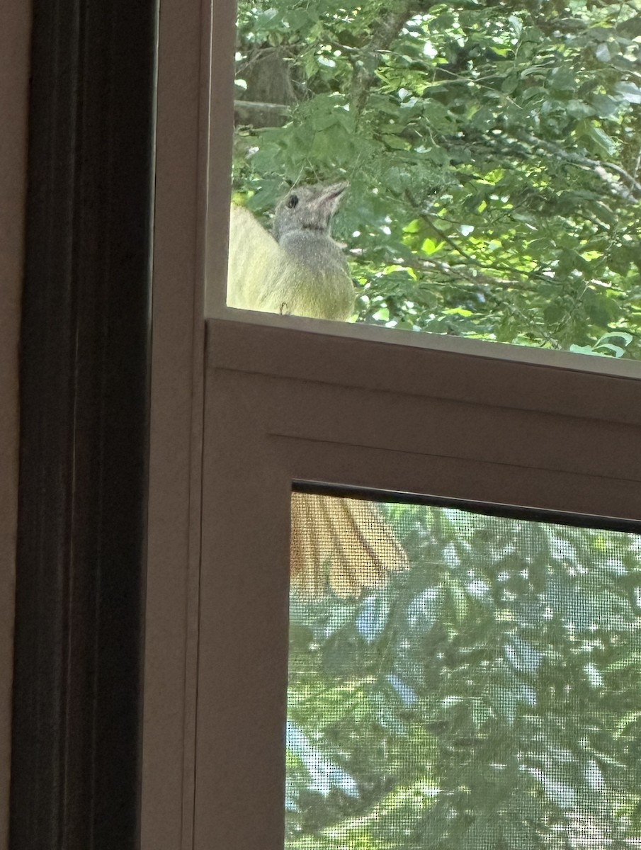 Great Crested Flycatcher - ML637891946