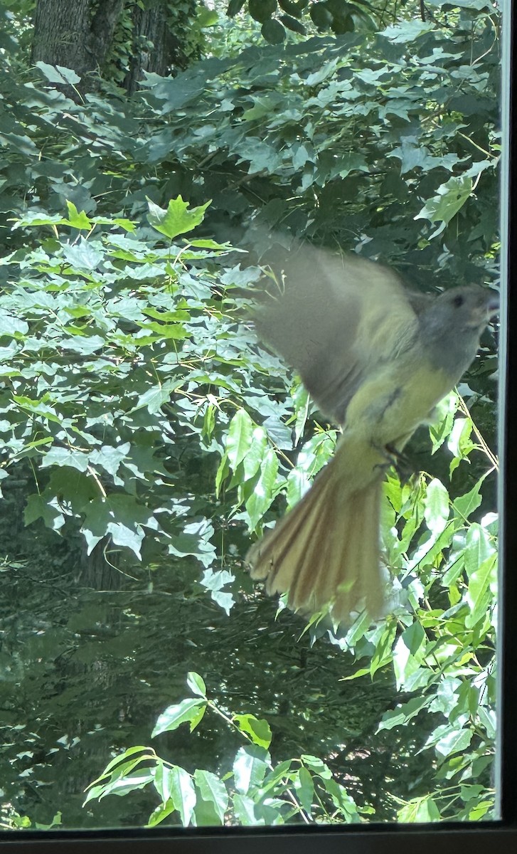 Great Crested Flycatcher - ML637891947