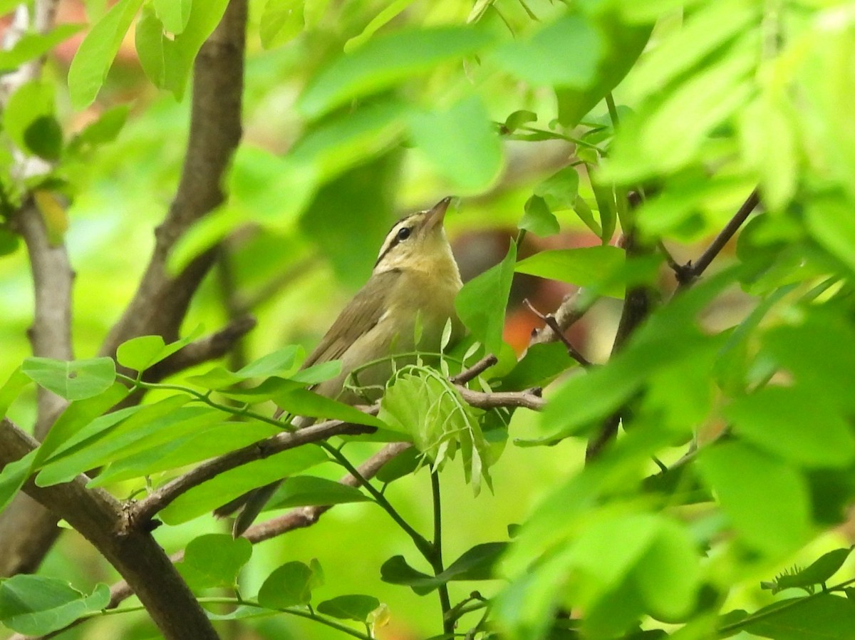 Worm-eating Warbler - ML637891966