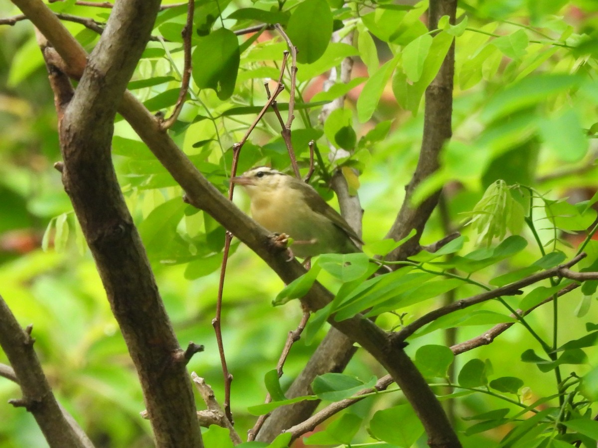 Worm-eating Warbler - ML637891967