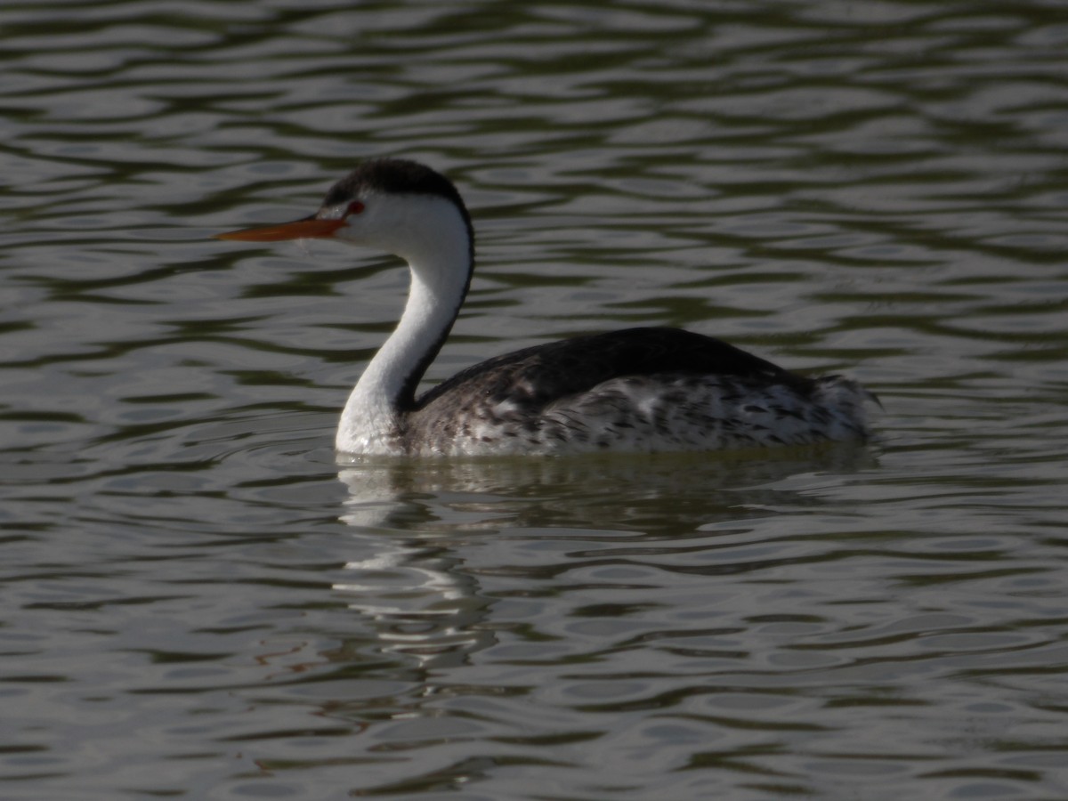Clark's Grebe - ML637891972