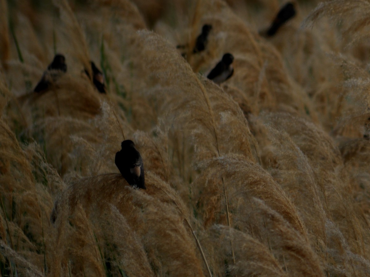 Cliff Swallow - ML637891999