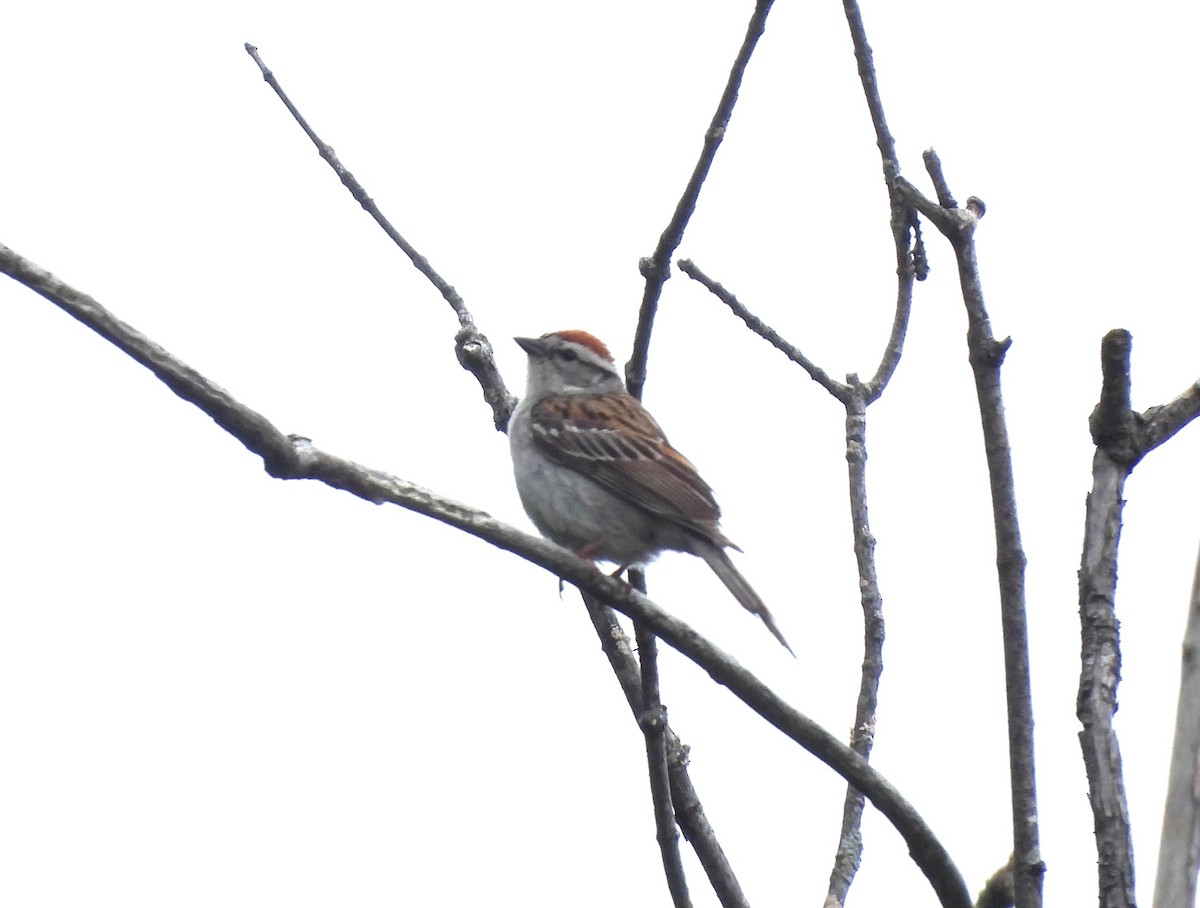Chipping Sparrow - ML637892029