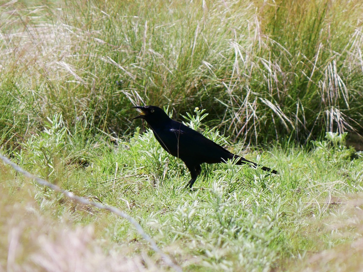 Brewer's Blackbird - ML637892035
