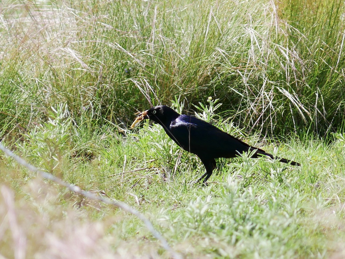 Brewer's Blackbird - ML637892036