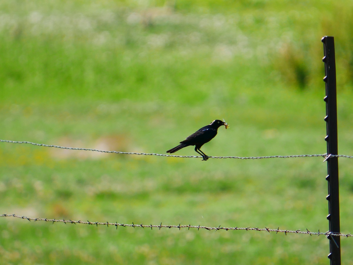 Brewer's Blackbird - ML637892037