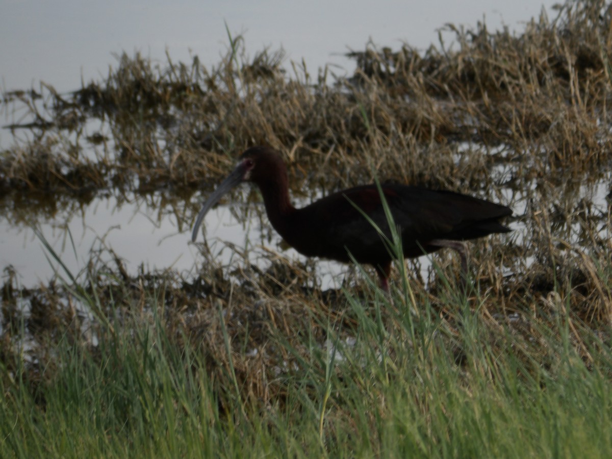 White-faced Ibis - ML637892042