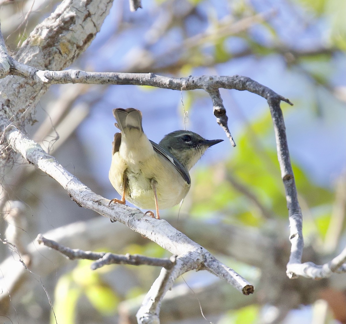 Black-throated Blue Warbler - ML637892054