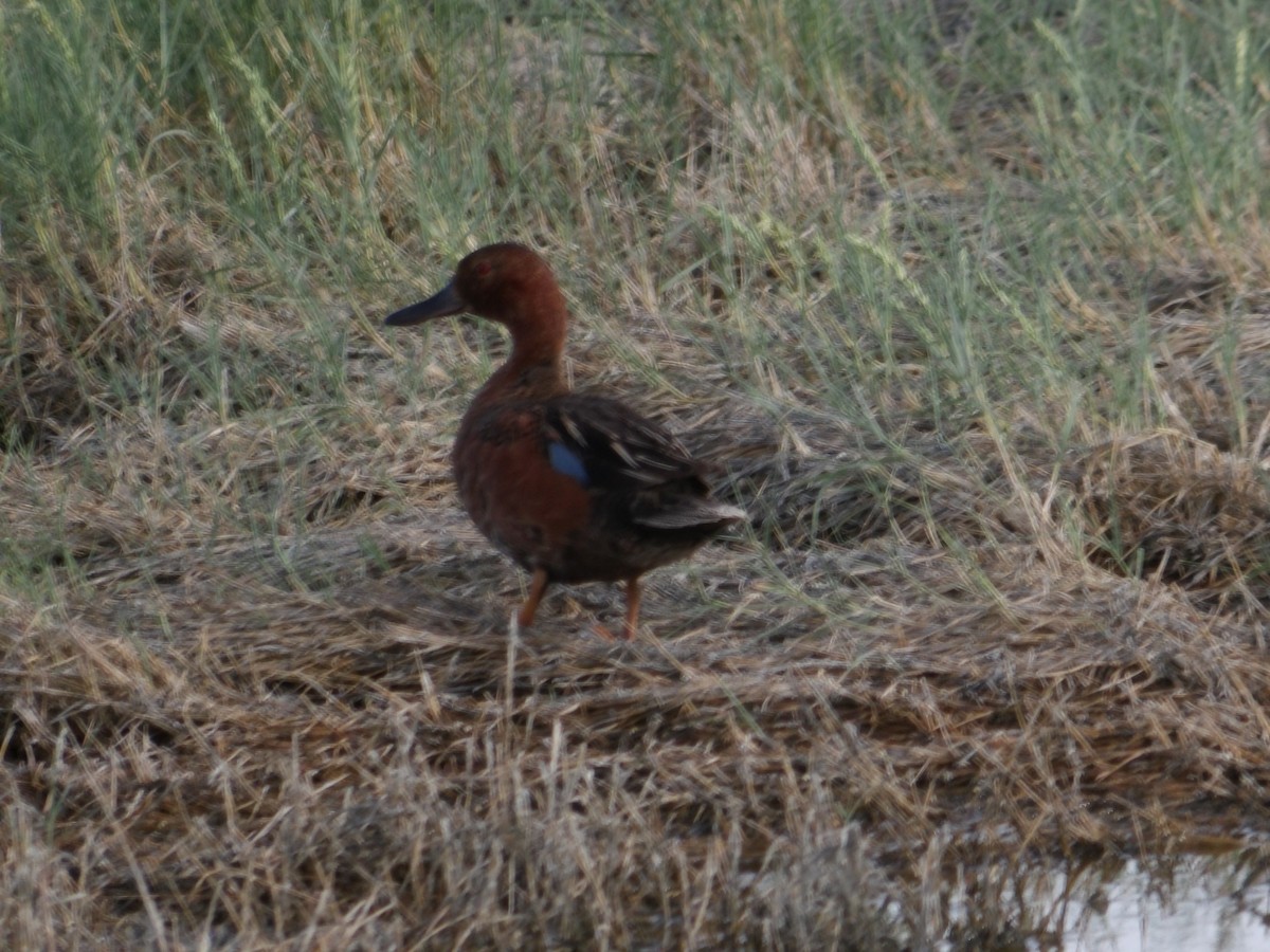 Cinnamon Teal - ML637892073