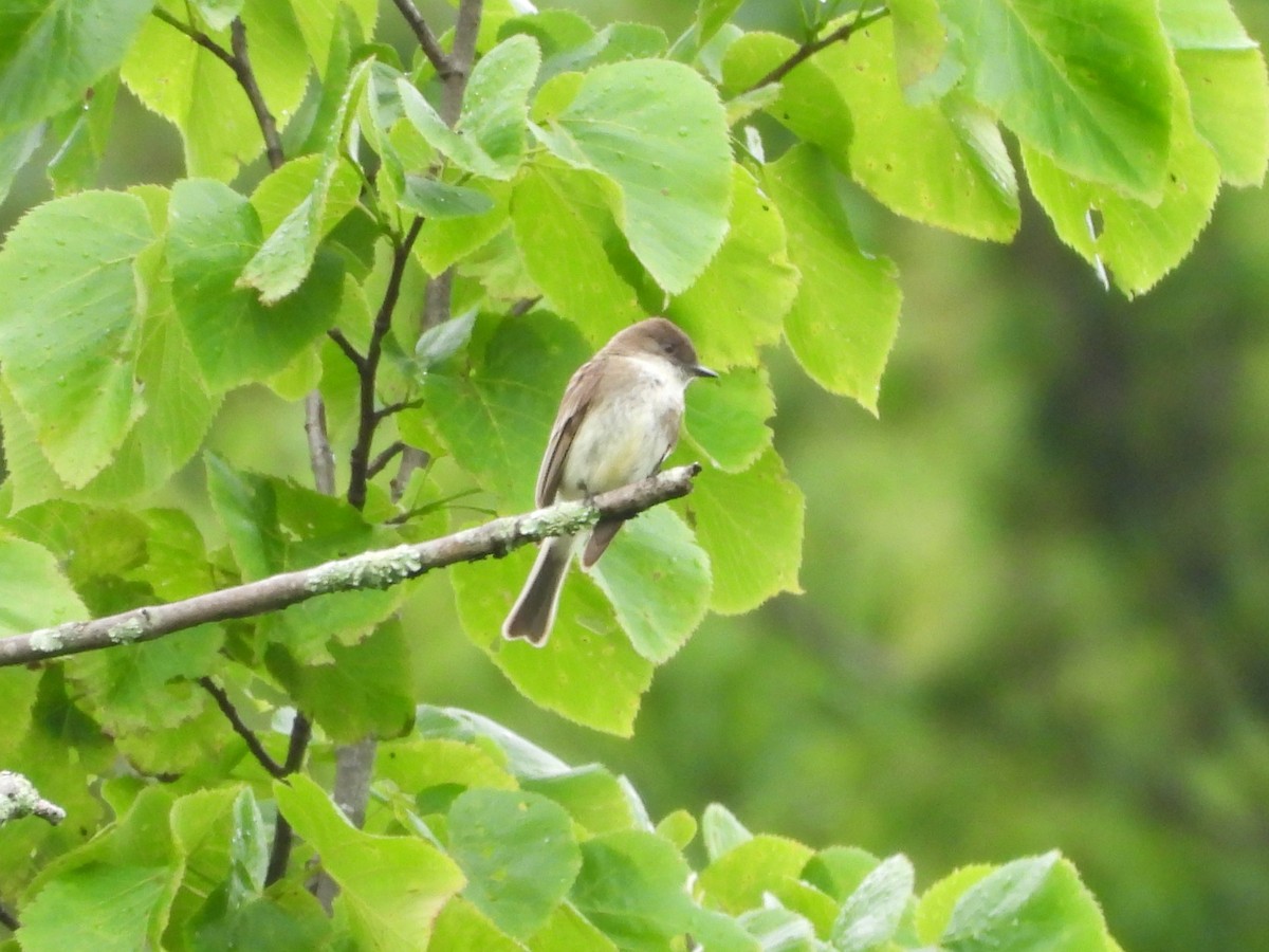 Eastern Phoebe - ML637892076