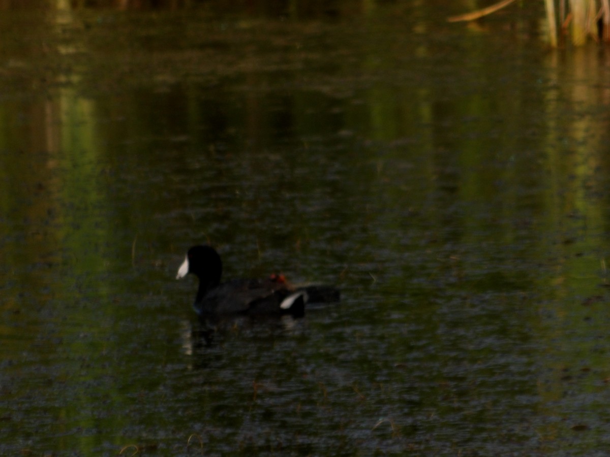 American Coot - ML637892077