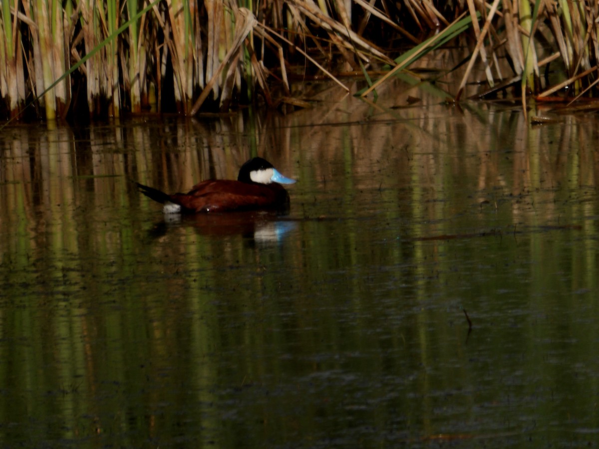 Ruddy Duck - ML637892078