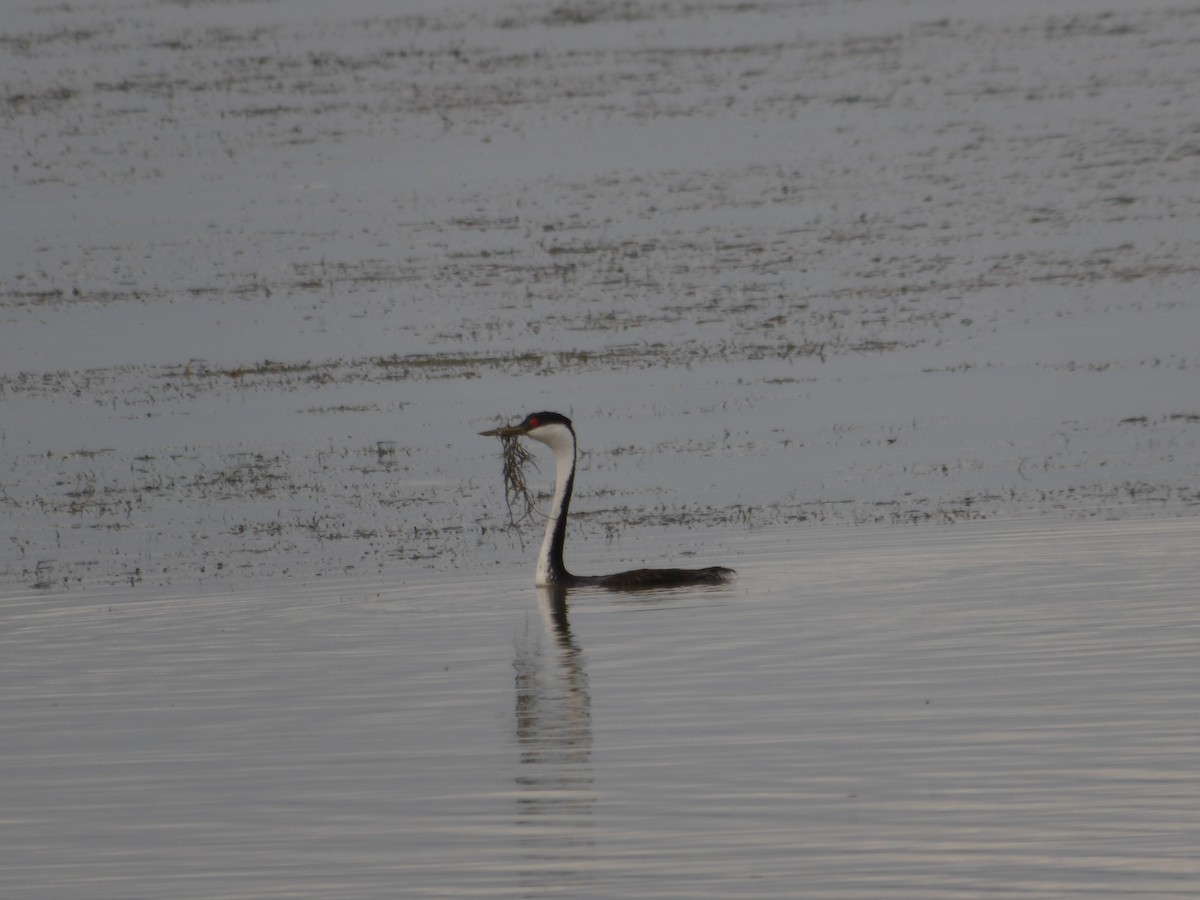 Western Grebe - ML637892095