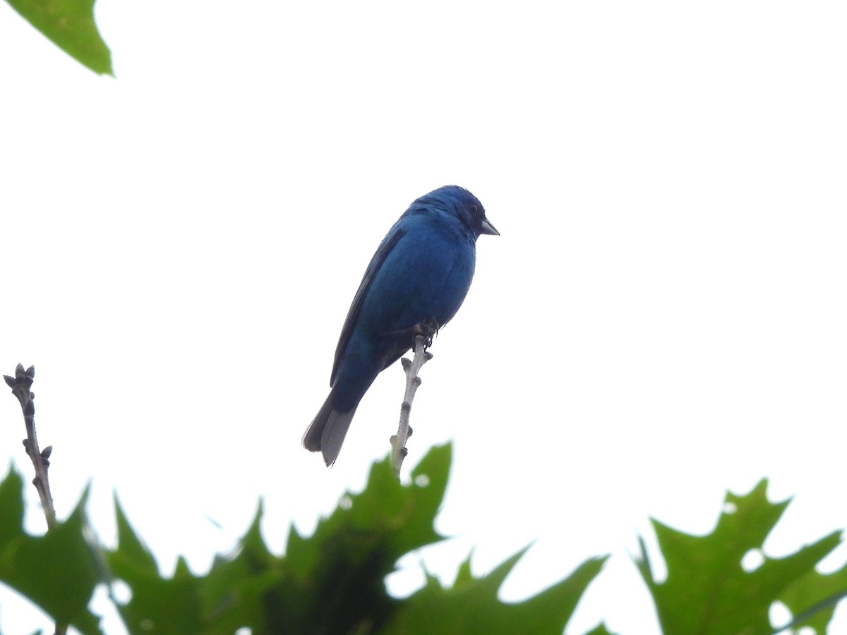 Indigo Bunting - ML637892114