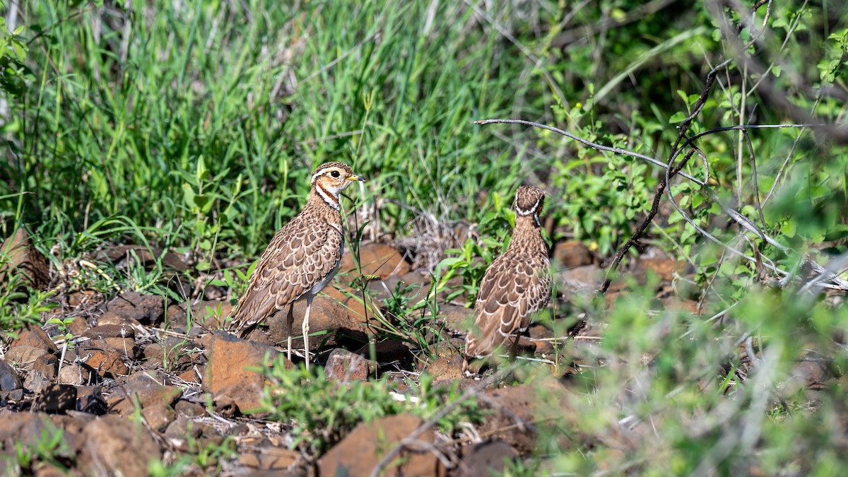 Three-banded Courser - ML637892117