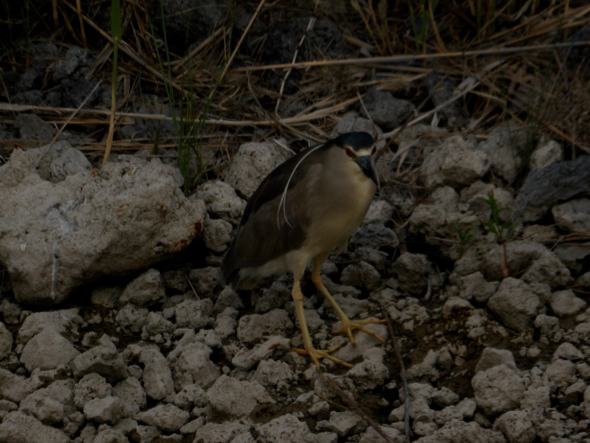 Black-crowned Night Heron - ML637892124