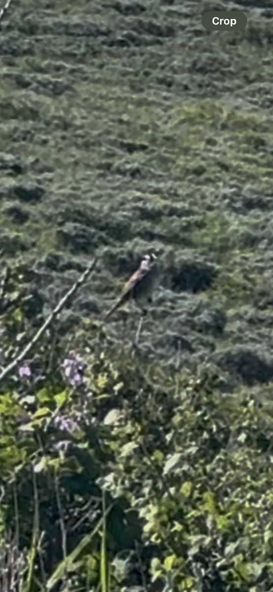 White-crowned Sparrow - ML637892134