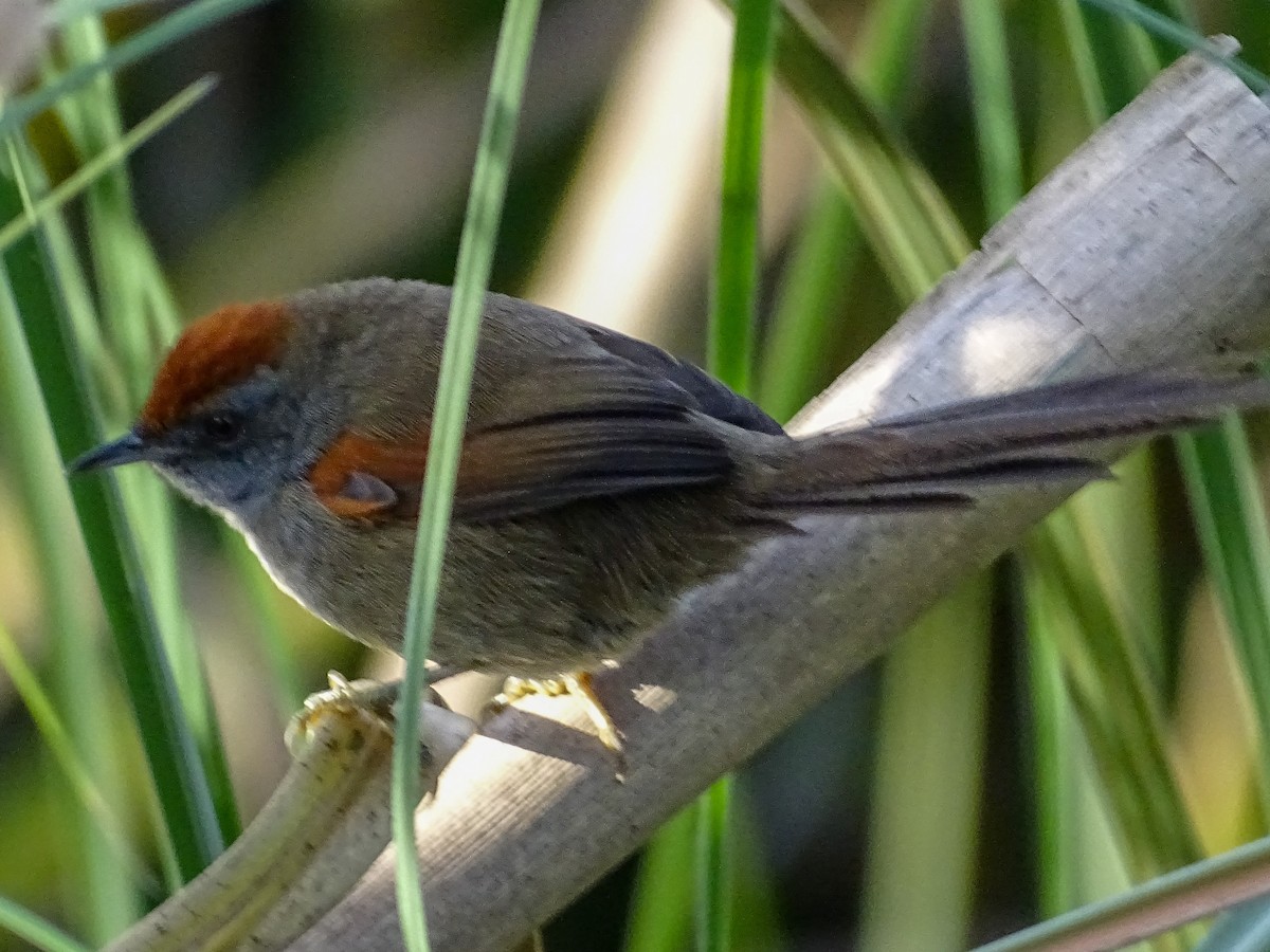 Spix's Spinetail - ML637892166