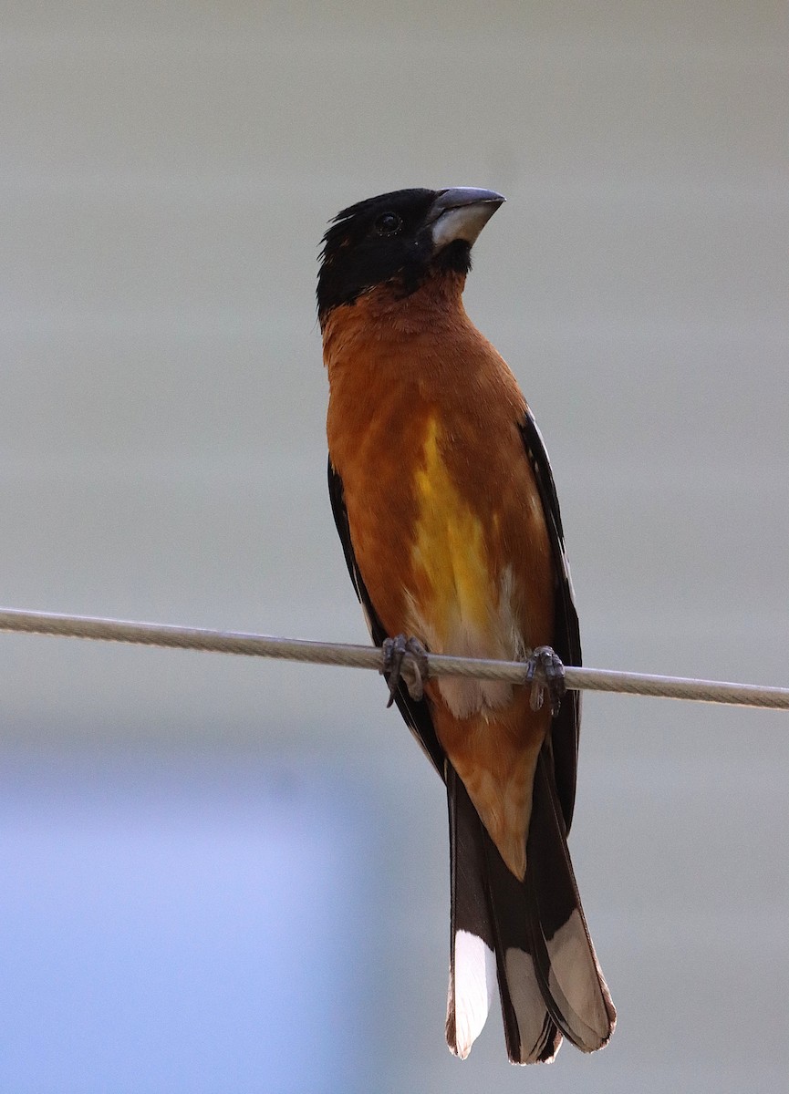 Black-headed Grosbeak - ML637892176