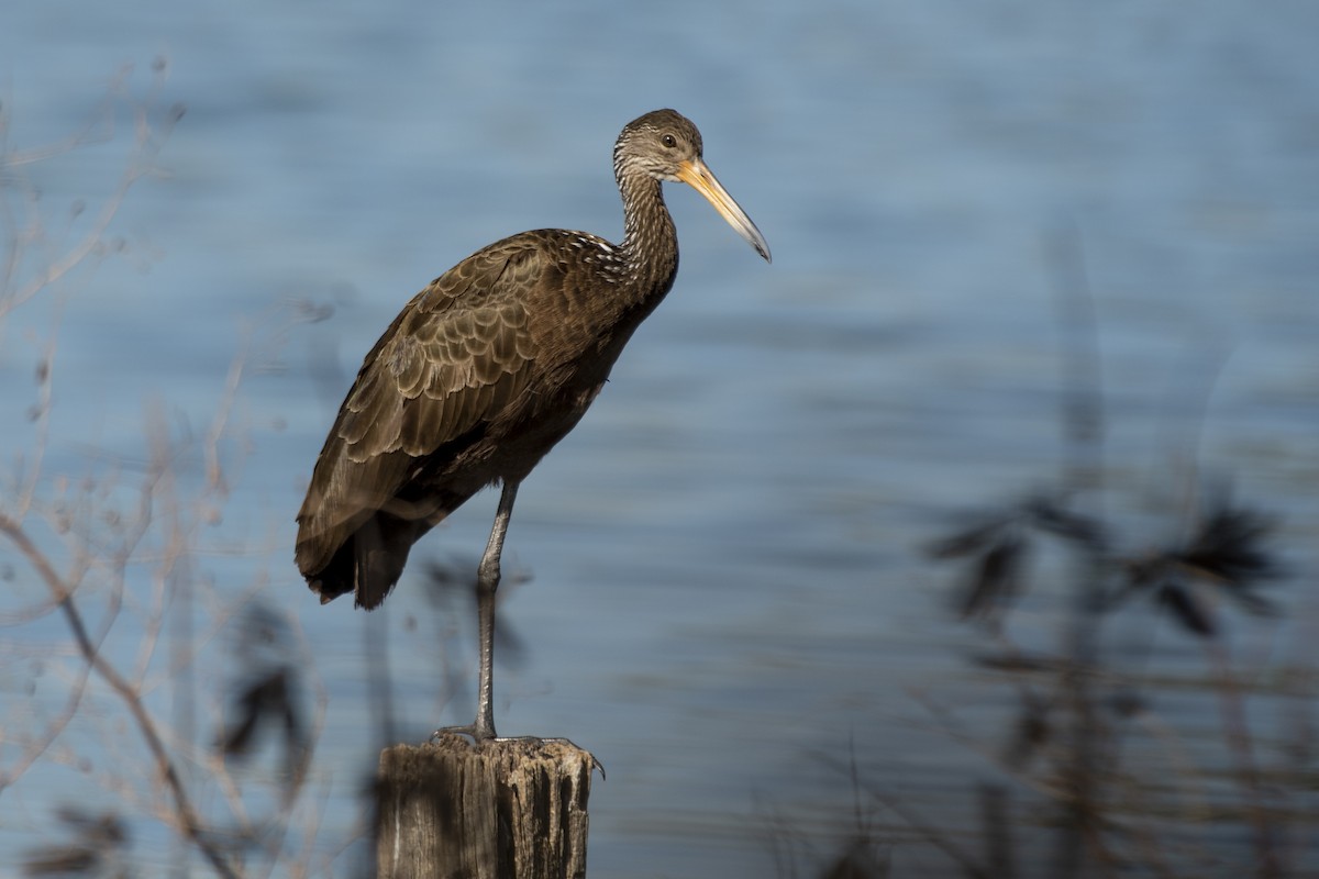 Limpkin - ML637892177