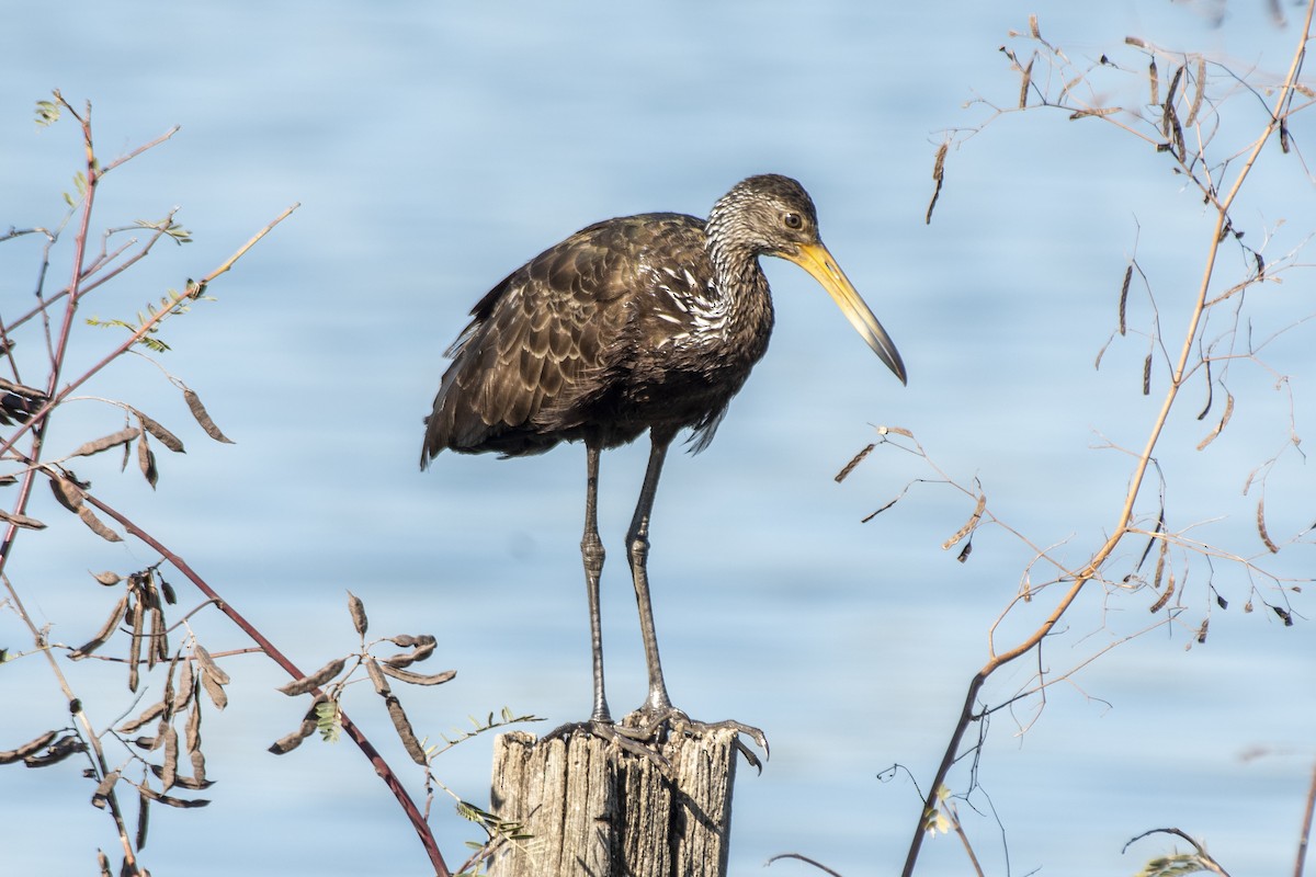 Limpkin - ML637892178