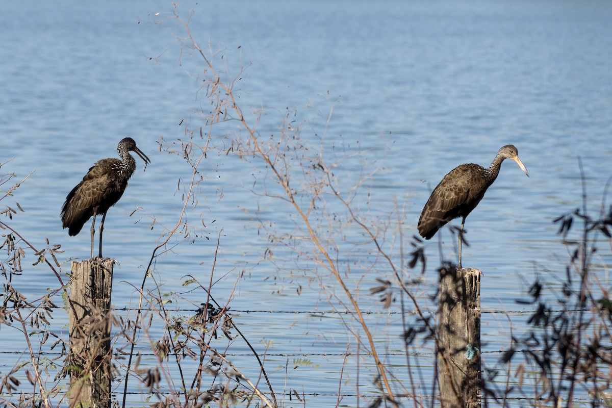 Limpkin - ML637892181