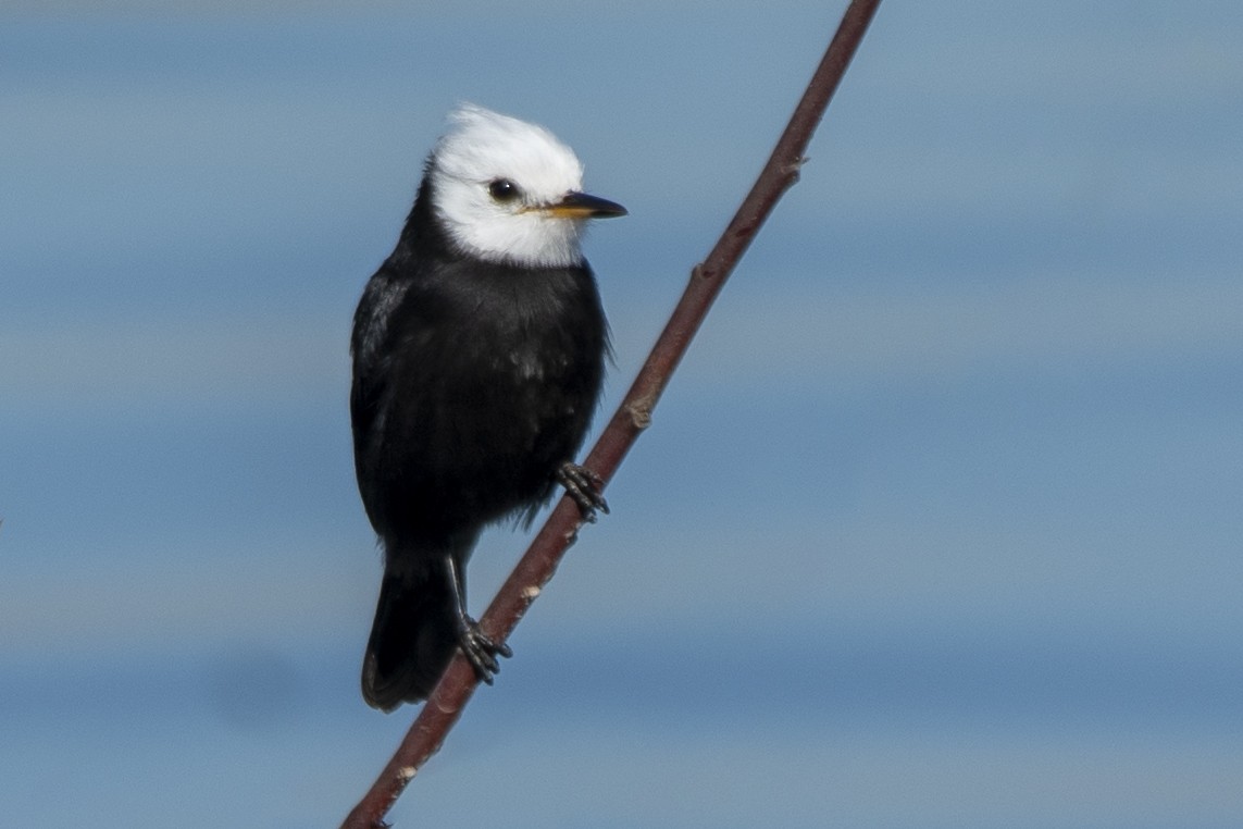 White-headed Marsh Tyrant - ML637892195