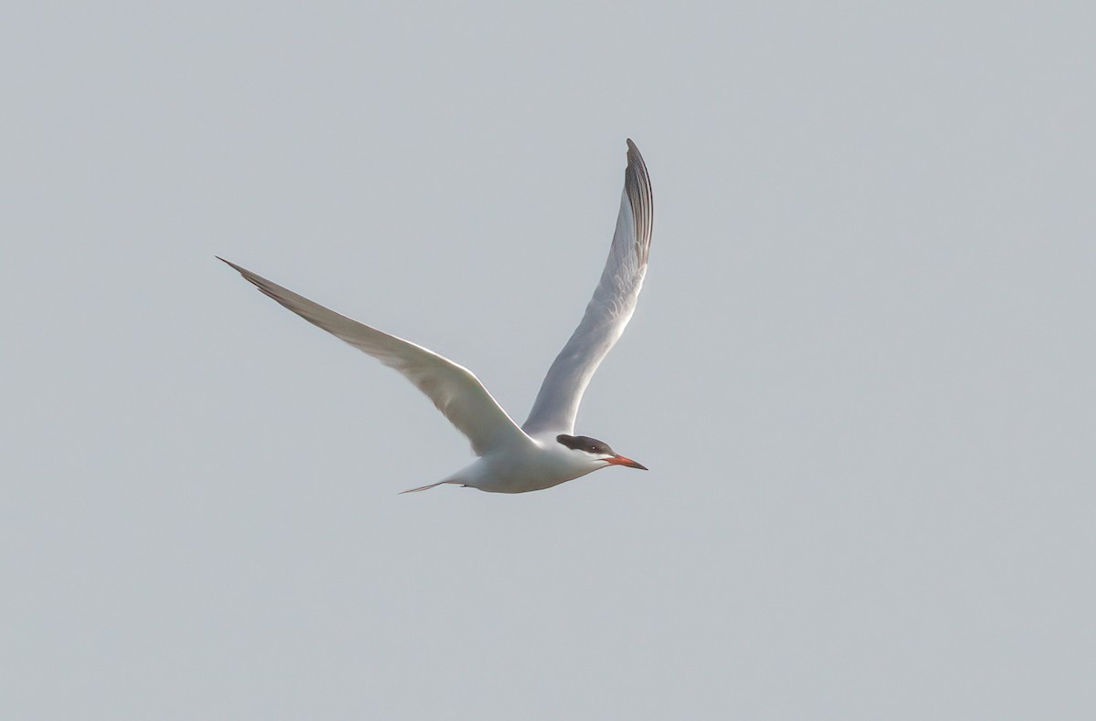 Common Tern - ML637892319