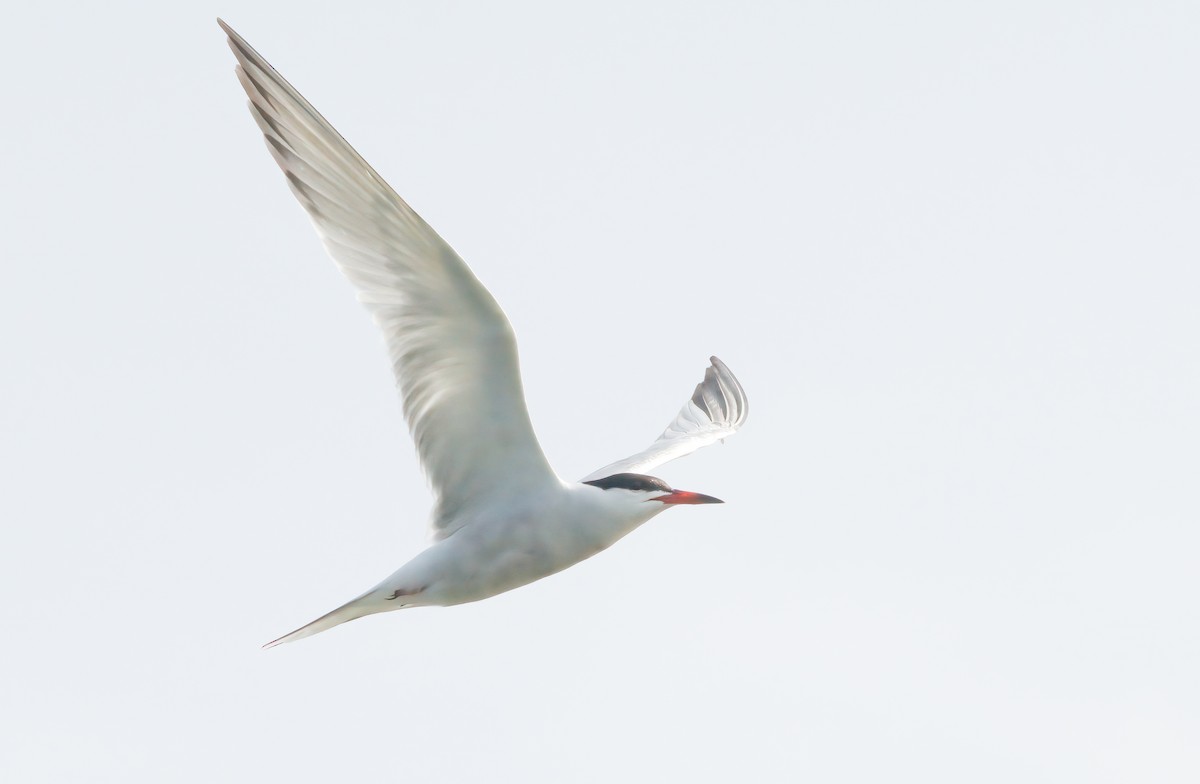 Common Tern - ML637892320