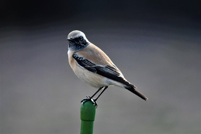 Desert Wheatear - ML637892321