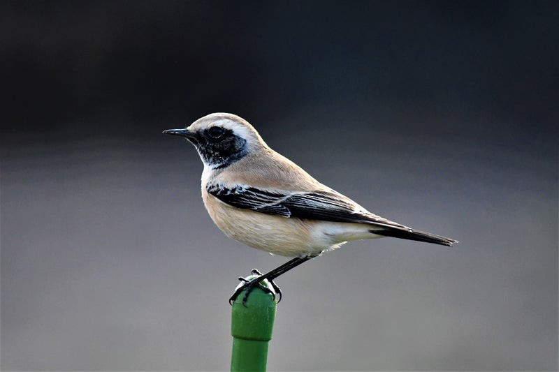 Desert Wheatear - ML637892323
