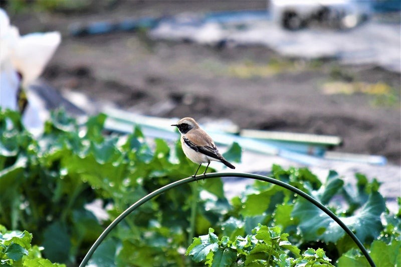 Desert Wheatear - ML637892329