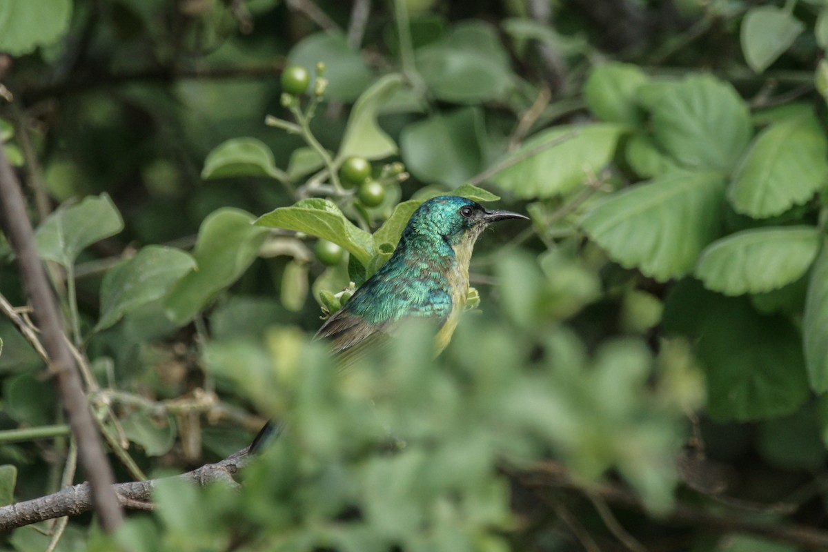 Collared Sunbird - ML637892333