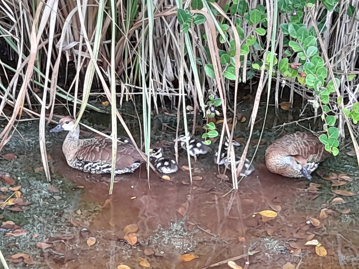 West Indian Whistling-Duck - ML637892338