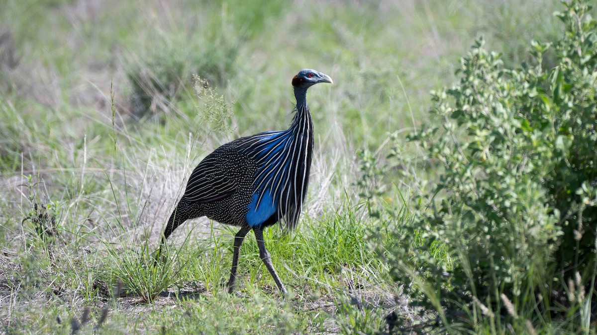 Vulturine Guineafowl - ML637892341